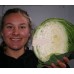 GREEN CABBAGE HALF LEVIN Grown